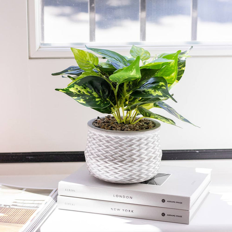 Epipremnum Aureum In Jazzy Pot