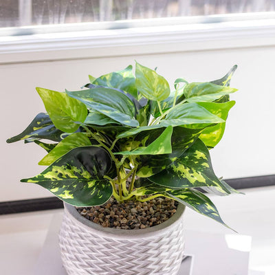 Epipremnum Aureum In Jazzy Pot