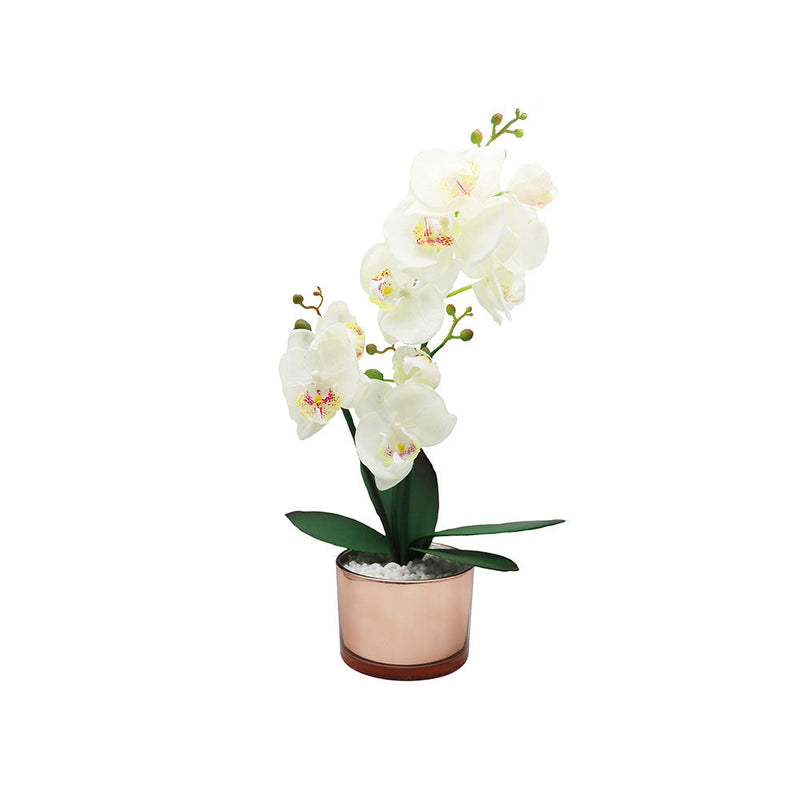 40cm Orchid With Cream & Gold Glass Pot