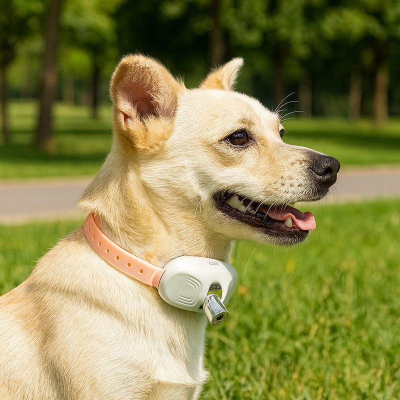 Laser Tease Collar for Pet with Interactive LED Light