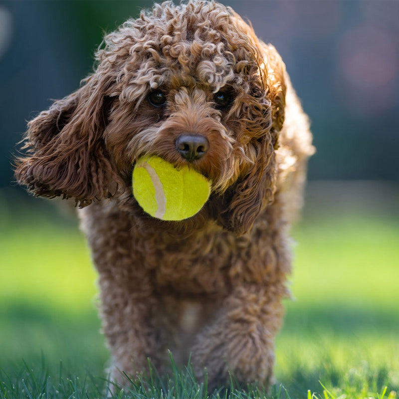 Dog Ball Launcher