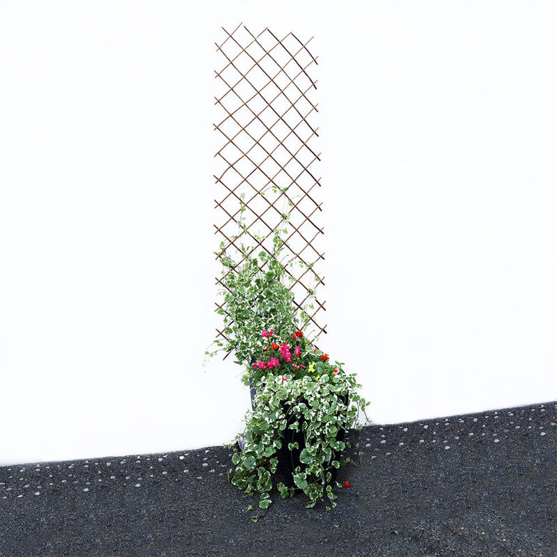 Expanding Willow Trellis 6FTx1FT