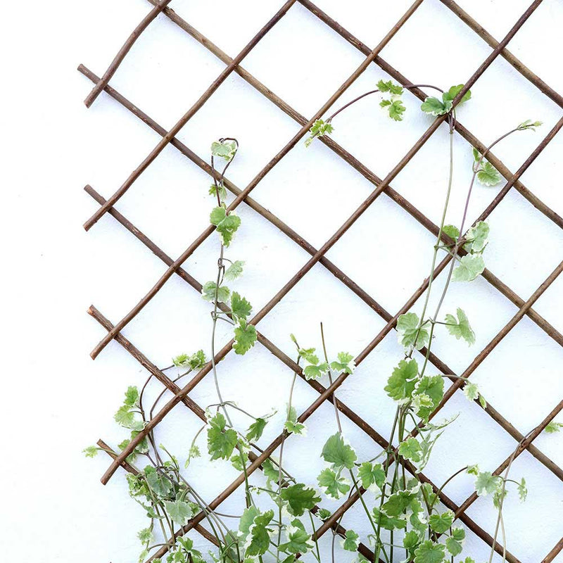 Expanding Willow Trellis 6FTx1FT